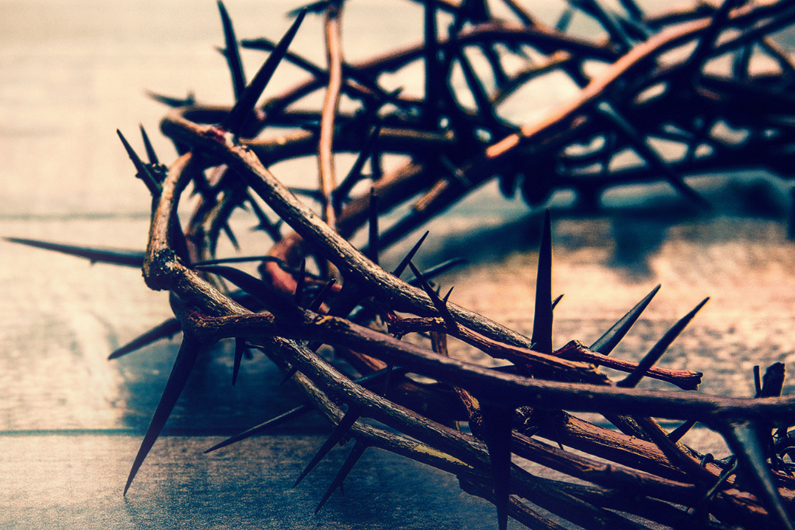 crown of thorns