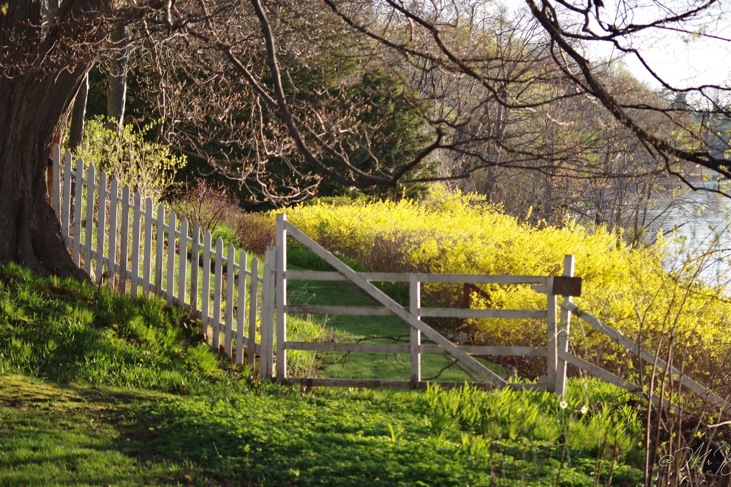 a gate in a field