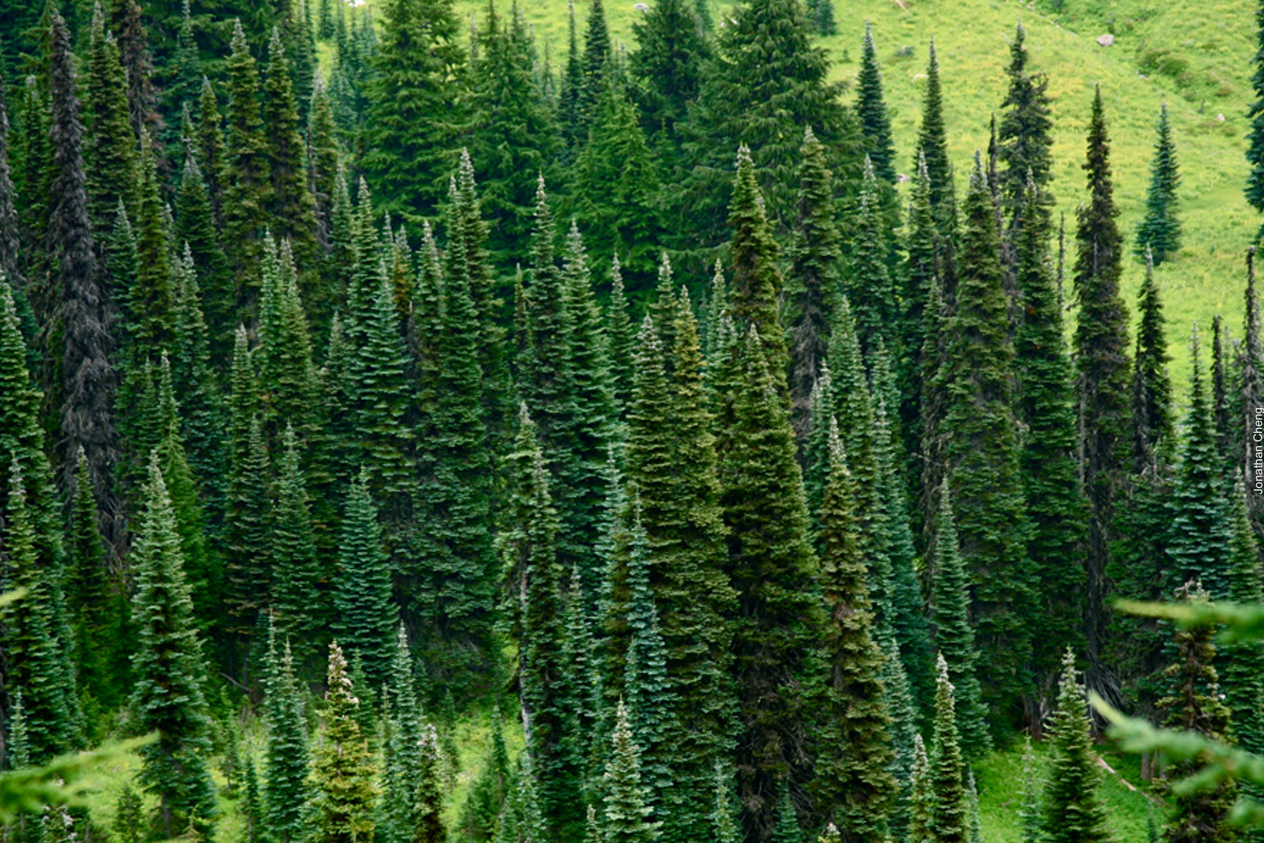 evergreen forest