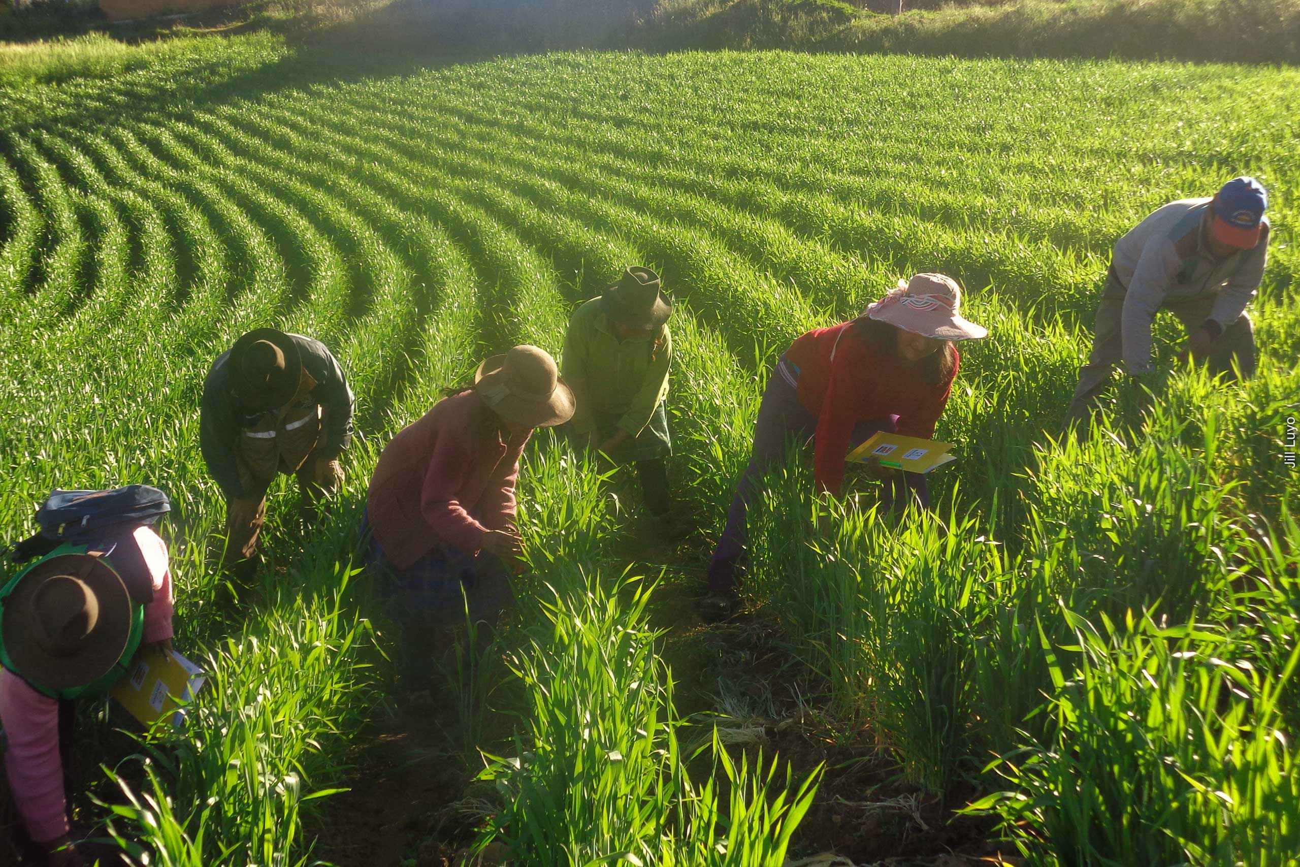 Farmworkers in a field of grass in Peru
