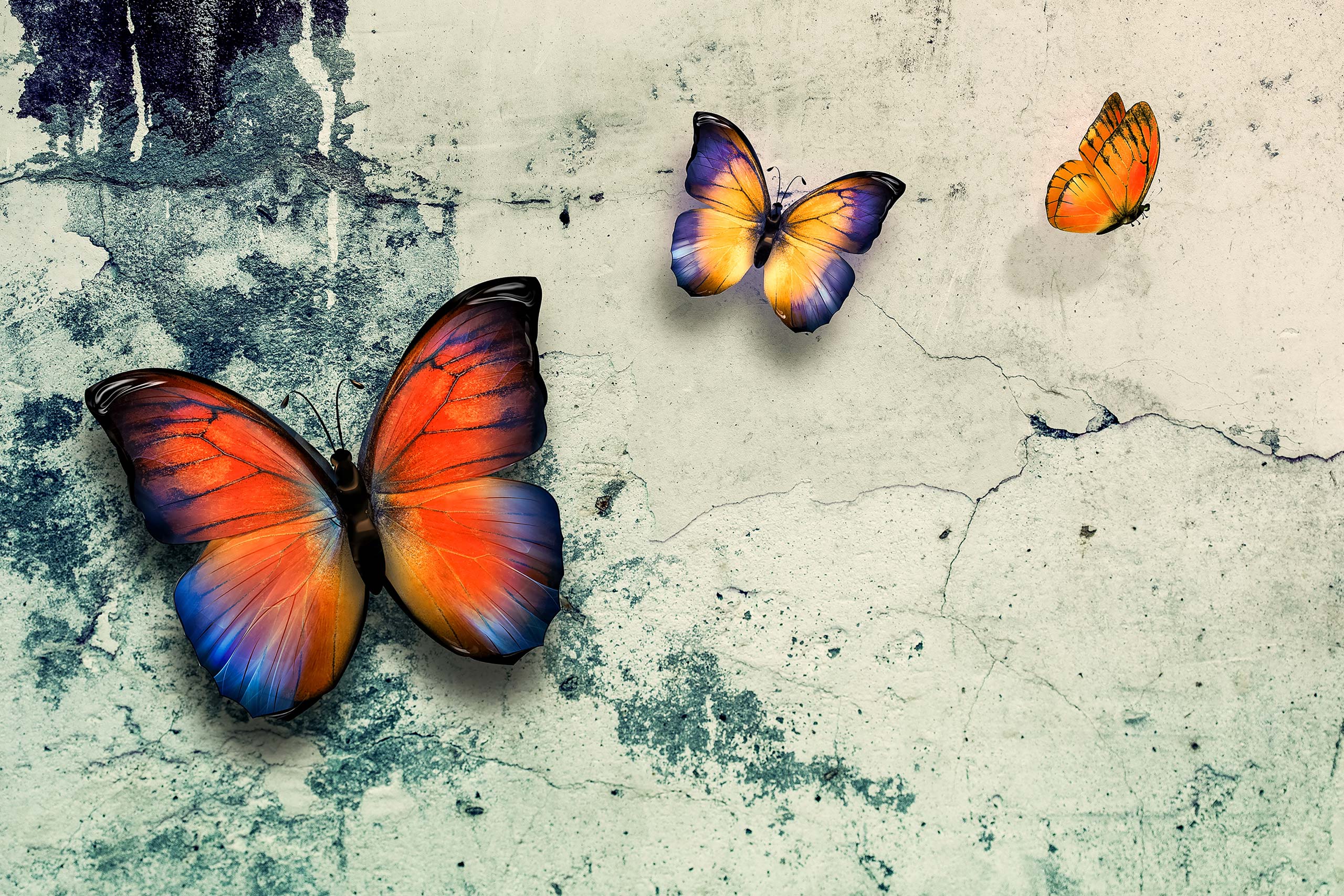 3 butterflies